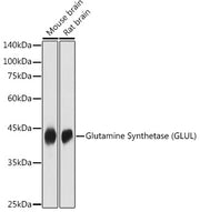Glutamine Synthetase (GLUL) Rabbit pAb