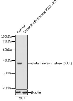 Glutamine Synthetase (GLUL) Rabbit pAb
