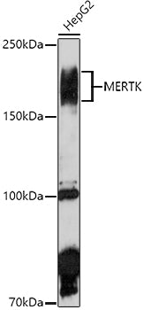 MERTK Rabbit pAb