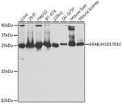 ERAB/HSD17B10 Rabbit pAb