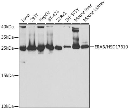 ERAB/HSD17B10 Rabbit pAb