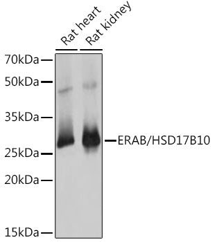 ERAB/HSD17B10 Rabbit pAb