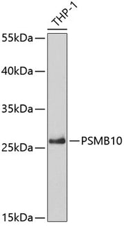 PSMB10 Rabbit pAb
