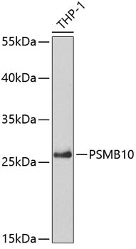 PSMB10 Rabbit pAb