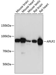 APLP2 Rabbit pAb