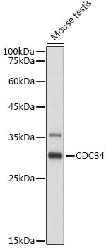 CDC34 Rabbit pAb