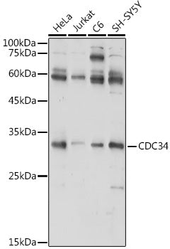CDC34 Rabbit pAb