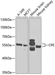 CPE Rabbit pAb