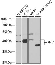 FHL1 Rabbit pAb