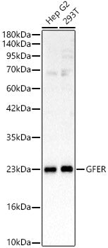 GFER Rabbit pAb