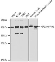 [KO Validated] HIF1AN/FIH1 Rabbit pAb