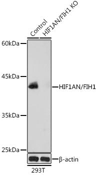 [KO Validated] HIF1AN/FIH1 Rabbit pAb