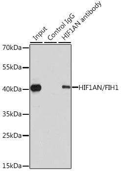 [KO Validated] HIF1AN/FIH1 Rabbit pAb