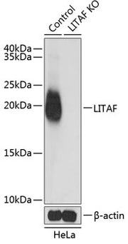 [KO Validated] LITAF Rabbit pAb