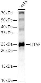 [KO Validated] LITAF Rabbit pAb