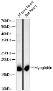 Myoglobin Rabbit pAb