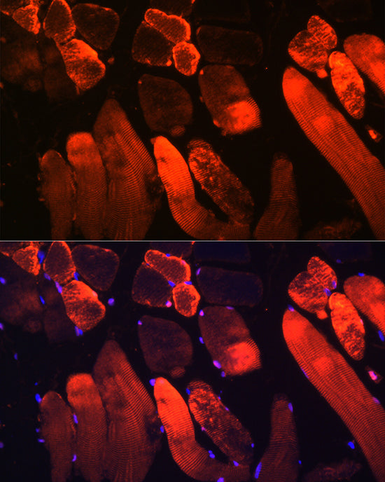 Myoglobin Rabbit pAb