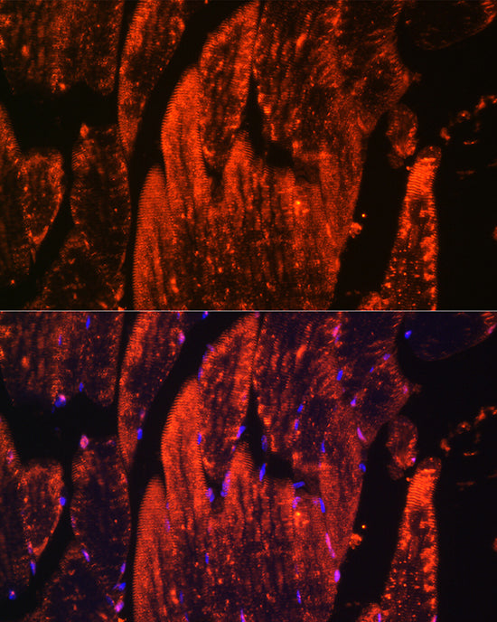 Myoglobin Rabbit pAb
