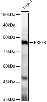 PRPF3 Rabbit pAb