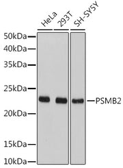 PSMB2 Rabbit pAb