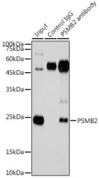 PSMB2 Rabbit pAb