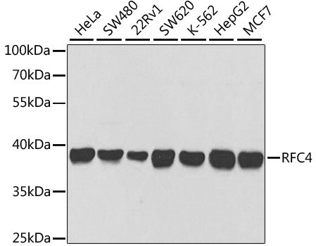 RFC4 Rabbit pAb