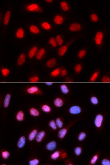 RFC4 Rabbit pAb