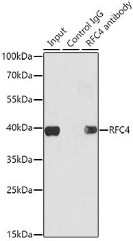 RFC4 Rabbit pAb