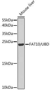 FAT10/UBD Rabbit pAb