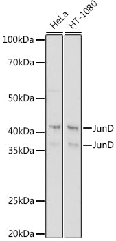 JunD Rabbit mAb