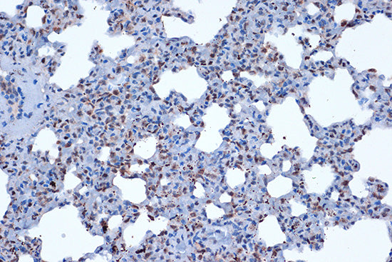 JunD Rabbit mAb