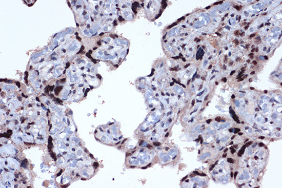 JunD Rabbit mAb