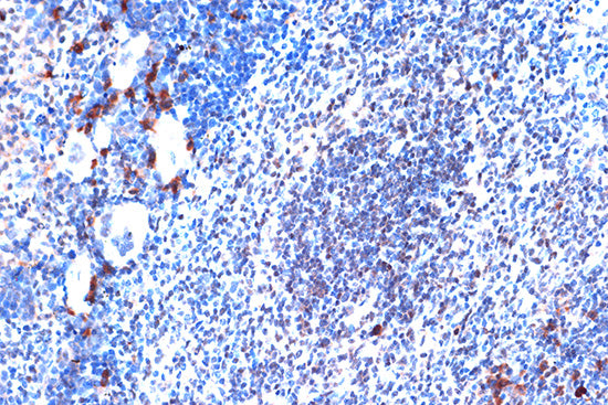 JunD Rabbit mAb