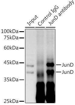 JunD Rabbit mAb