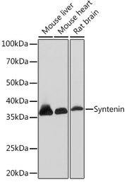 Syntenin Rabbit mAb