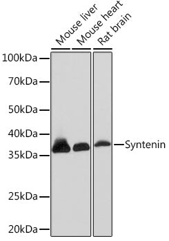 Syntenin Rabbit mAb
