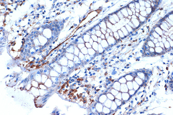 Syntenin Rabbit mAb