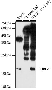 UBE2C Rabbit pAb