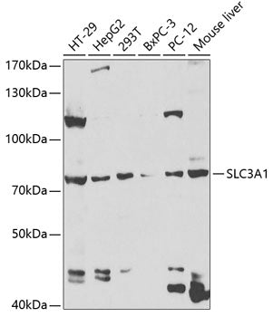SLC3A1 Rabbit pAb