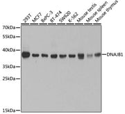 [KO Validated] DNAJB1 Rabbit pAb