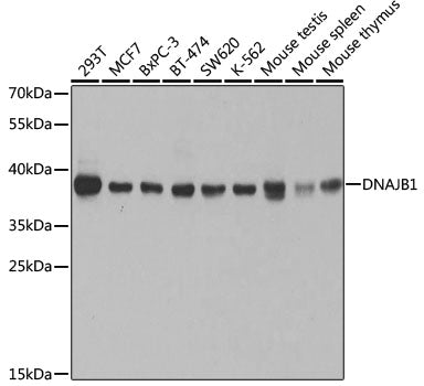 [KO Validated] DNAJB1 Rabbit pAb
