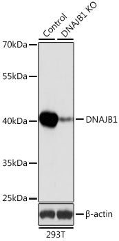 [KO Validated] DNAJB1 Rabbit pAb