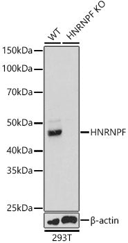 [KO Validated] HNRNPF Rabbit pAb