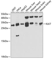 KLK7 Rabbit pAb