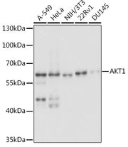 AKT1 Rabbit pAb