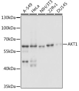 AKT1 Rabbit pAb