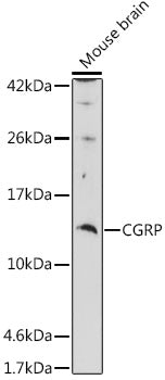 CGRP Rabbit pAb
