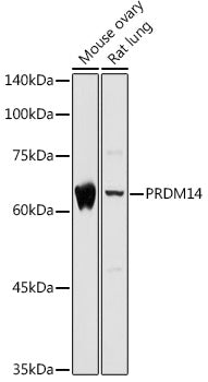 PRDM14 Rabbit pAb