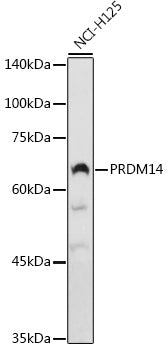 PRDM14 Rabbit pAb