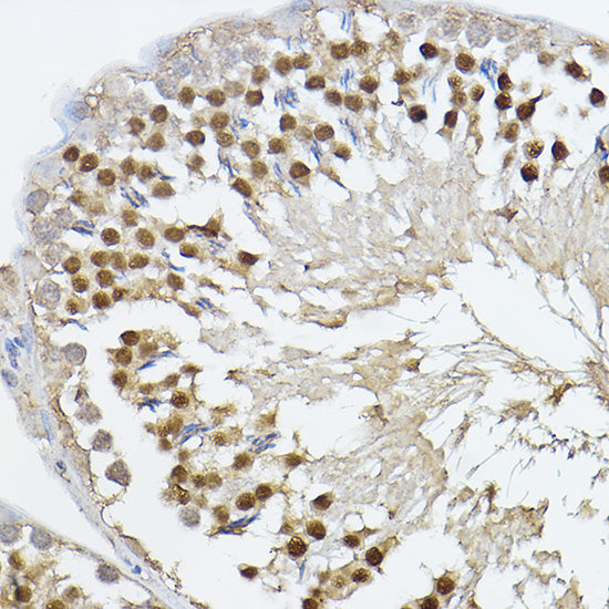 PRDM14 Rabbit pAb